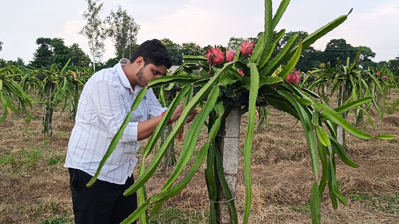<p>एमकॉम-बीएड किया, फिर मिट्टी से जोड़ा भविष्य; ड्रैगन फ्रूट ने बदली देवांश की राह</p>